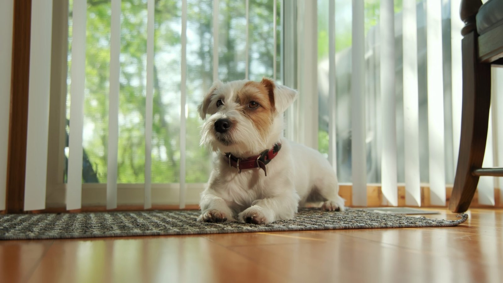 A Jack Russell terrier mix lying calmly on a rug in a sunlit living room wearing a red collar