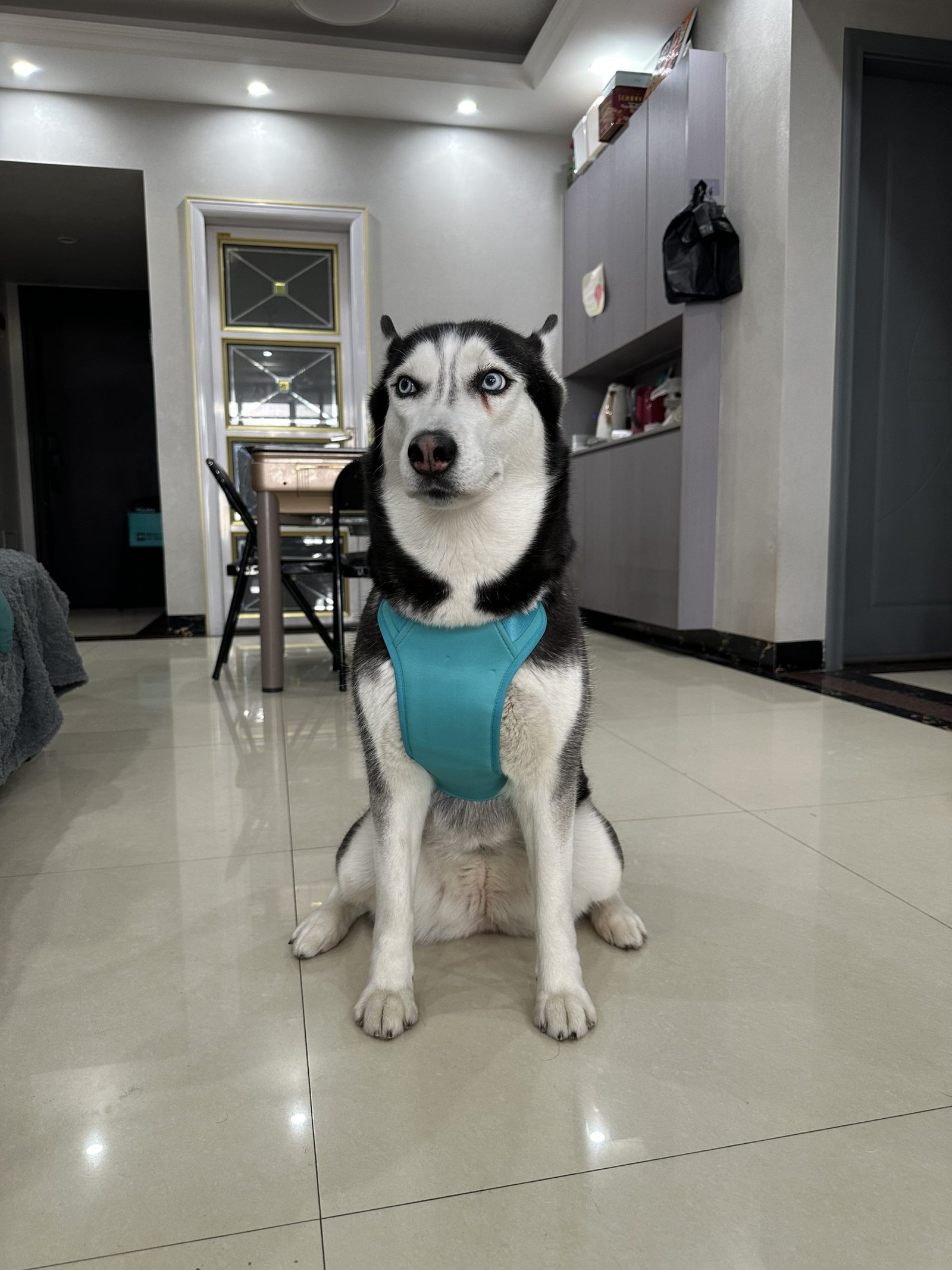 PEMF Therapy for Dogs