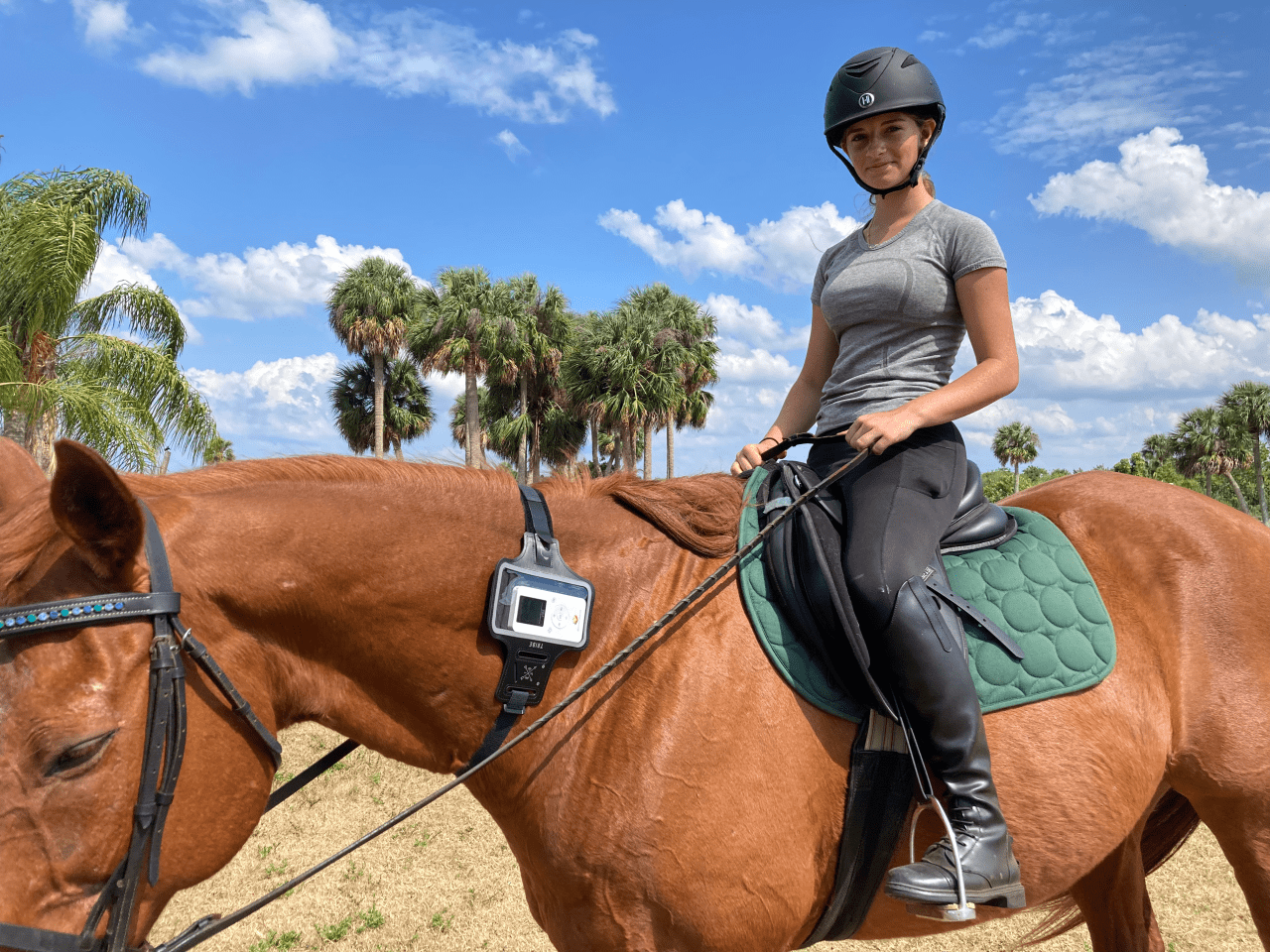 Horse PEMF Therapy