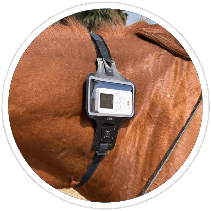 PEMF for Horses